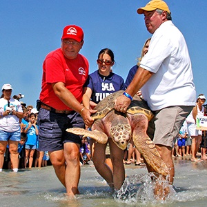 Karen Beasley Sea Turtle Rescue  Rehabilitation Center